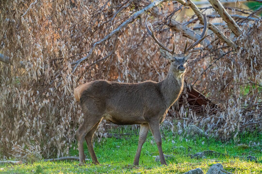 Male deer isolated looking at the camera