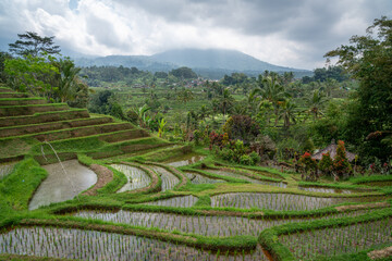 rice terraces
