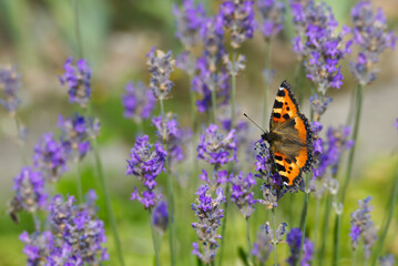 Small tortoiseshell butterfly (Aglais urticae) perched on lavender plant in Zurich, Switzerland