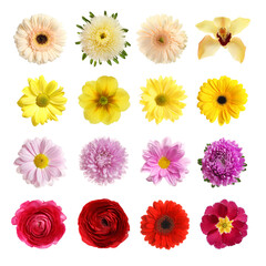 Set with different beautiful flowers on white background