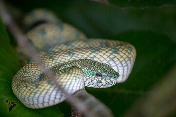 Viper