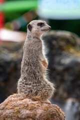 Fototapeta premium Portrait of a meerkat (suricata suricatta) standing up