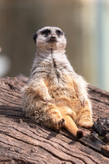 Fototapeta premium Portrait of a meerkat (suricata suricatta) sitting on a log