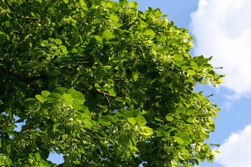 Beautiful blossoming linden tree outdoors on sunny spring day, low angle view