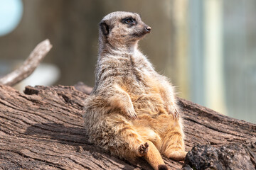 Portrait of a meerkat (suricata suricatta) sitting on a log