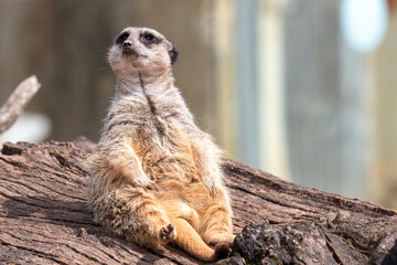 Portrait of a meerkat (suricata suricatta) sitting on a log - Powered by Adobe