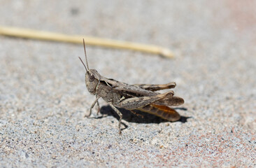 close-up portrait of cute grasshopper. macro.