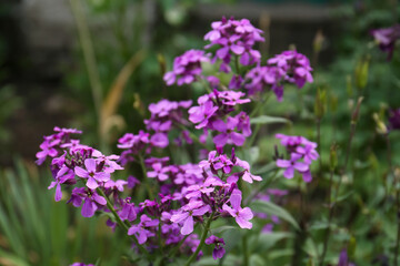 Beautiful blooming plant with violet flowers growing in garden, closeup