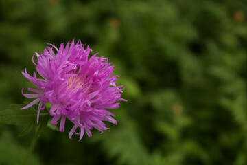 Fototapeta premium Beautiful blooming purple cornflower on blurred background, closeup. Space for text