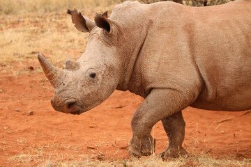White Rhinoceros, game farm, South Africa