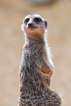 Portrait of a meerkat (suricata suricatta) standing up