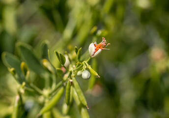 close-up macro orange wild wildflower