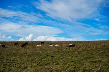 Obraz premium Sheep grazing in a grass field with blue sky background 