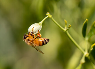 Close-up bee collecting pollen from orange flowers. macro phtograph
