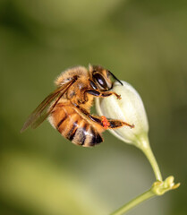 bee on a flower