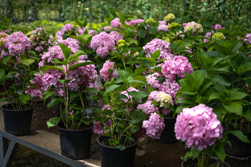Pink Hydrangea macrophylla, commonly referred to as bigleaf hydrangea, is one of the most popular landscape shrubs owing to its large mophead flowers.