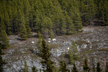 Wilderness rock face, cliff on the side of a mountain in Yukon Territory, Canada. Wild goats are...