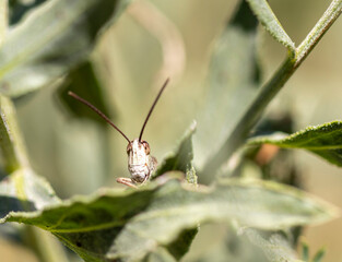 close-up portrait of cute grasshopper. macro.