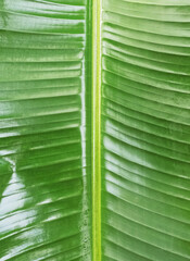 floral background, wet, shiny, green, palm leaf, close up, background