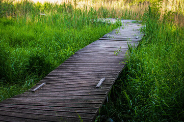 Fototapeta na wymiar Old boardwalk or wooden path among tall grass - a wooden path in a wetland for walking tourists. Selective focus