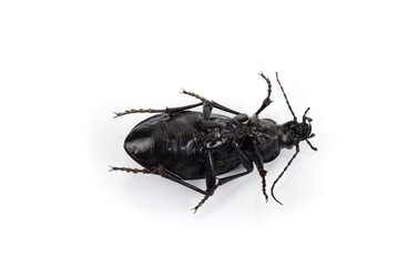 Carabus coriaceus on a white background