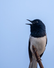 Oriental Magpie singing in the morning