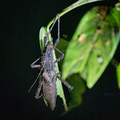 grashopper