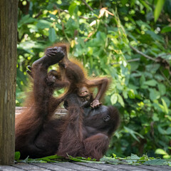 Orangutang with baby