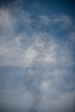 flying swarm of bats