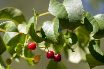 cherries on a tree