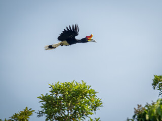 billed hornbill bird
