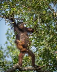 Fototapeta na wymiar Orangutang in tree with baby