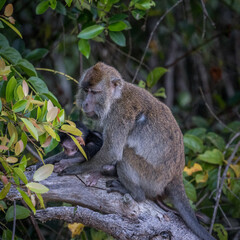 macaque