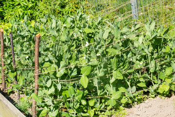 Fototapeta na wymiar Green peas grow in the garden