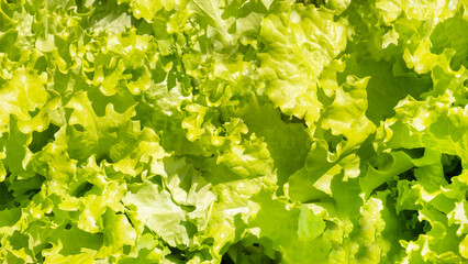 Fototapeta premium Fresh lettuce. Lettuce background. Top view