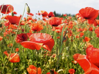  red poppy flowers  on green wild field nature landscape