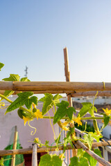 Obraz premium Small cucumber plant with yellow flower in garden bed. Flowering cucumbers in biological raised-bed garden