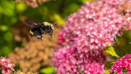 A black and yellow bumblebee hovers over beautiful pink flowers, and carry pollen 