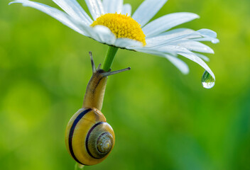 A cute snail hides itself under a white daisy flower as an umbrella in green dreamy background © WCPW PHOTOGRAPHY
