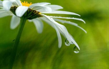 a white daisy flower with crystal rain drops in green dreamy background