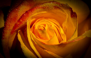 A beautiful orange color rose covered with many crystal rain drops