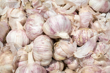 Garlic close-up full frame filling. Lots of garlic