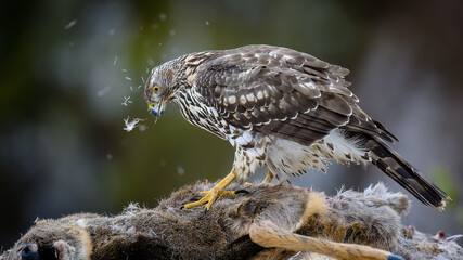 Northern goshawk (Accipiter gentilis) feeding on dead roe deer (Capreolus capreolus) in forest