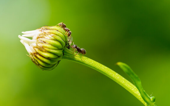 Two ants are looking for food on a stem of flower bud in green dreamy background