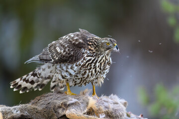 Northern goshawk (Accipiter gentilis) feeding on dead roe deer (Capreolus capreolus) in forest
