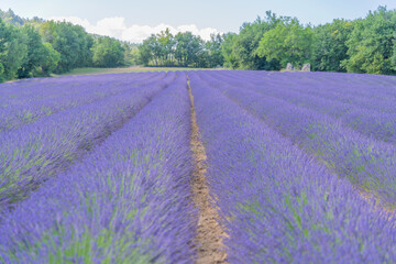 Champ de lavande en été sur le plateau de Valensole dans le Sud de la France