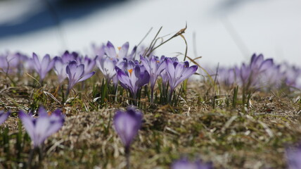 Krokusy © depth_like