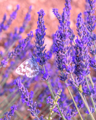 Papillon blanc posé sur des fleurs de lavande