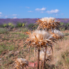 Fleurs de chardon dans un champ de lavande sur le plateau de Valensole dans le Sud de la France