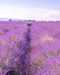 Obraz premium Cabane en pierre au milieu des champs de lavande sur le plateau de Valensole dans le Sud de la France